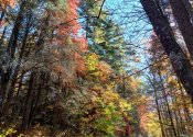 Long Creek Fall Colors